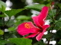 DSC 0954  De belle étamines