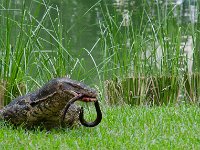 DSC 0998  Varan ayant capturé une anguille
