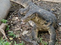 DSC 1074  Un varan très familier