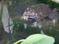DSC 1427  Grenouille