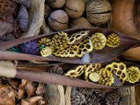 DSC 1884  Noix et végétaux divers à usage décoratif