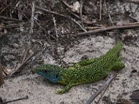 L'objectif de la ballade dans la forêt, ça valait le coup !