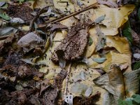 Après ramassage du miel