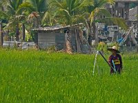 Ouvriers agricoles dans une rizière