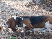 Aux champignons  Moi j'en trouve, des champignons, mais personne ne s'y intéresse ...