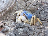 TS-A-1 Crabe bleu  30 x 40 améliorer netteté avec gmic. Image que j'avais traitée illisible suite problème de carte