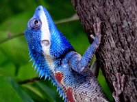 MD-A-2 Titre  30x40 recadrer en 4128x2752 (couper derière le lézard pour le décaler vers la gauche