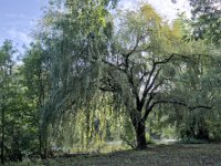 Les arbres, poumons de la ville