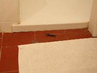 2015 08 04 Combrillac Salle de bain salamadre-002