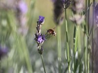 Au jardin pas de fruits ni de légumes sans les insectes