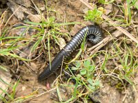 Ommatoiulus moreleti