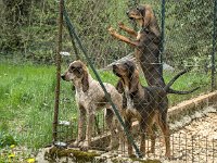 Chenil de chiens de chasse