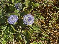 Jasione des montagnes (Jasione montana)  Contrairement à ce qu'indique son nom, ce n'est pas une plante spécifiquement montagnarde. Elle pousse dans les endroits rocailleux