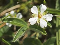 Sabline des chaumes  Cette fleur ne se développe en France que sur quelques sites de rocailles et pelouses sèches