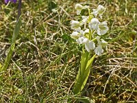 Orchis bouffon blanche  La variété blanche est plus rare et ne se rencontre qu'à quelques exemplaires sur le causse d'argentine