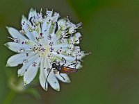 Lepture fauve sur fleur de grande astrance