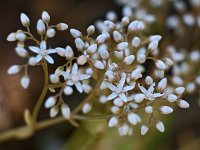 Fleurs d'orpin blanc