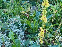 Molène noire  Plante médicinale utilisée pour soigner les problèmes respiratoires