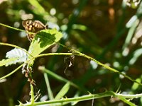 Tircis en contre jour