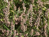 Bruyère d'été blanche