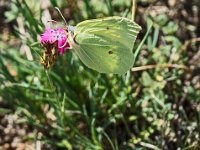 Citrus sur un oeillet