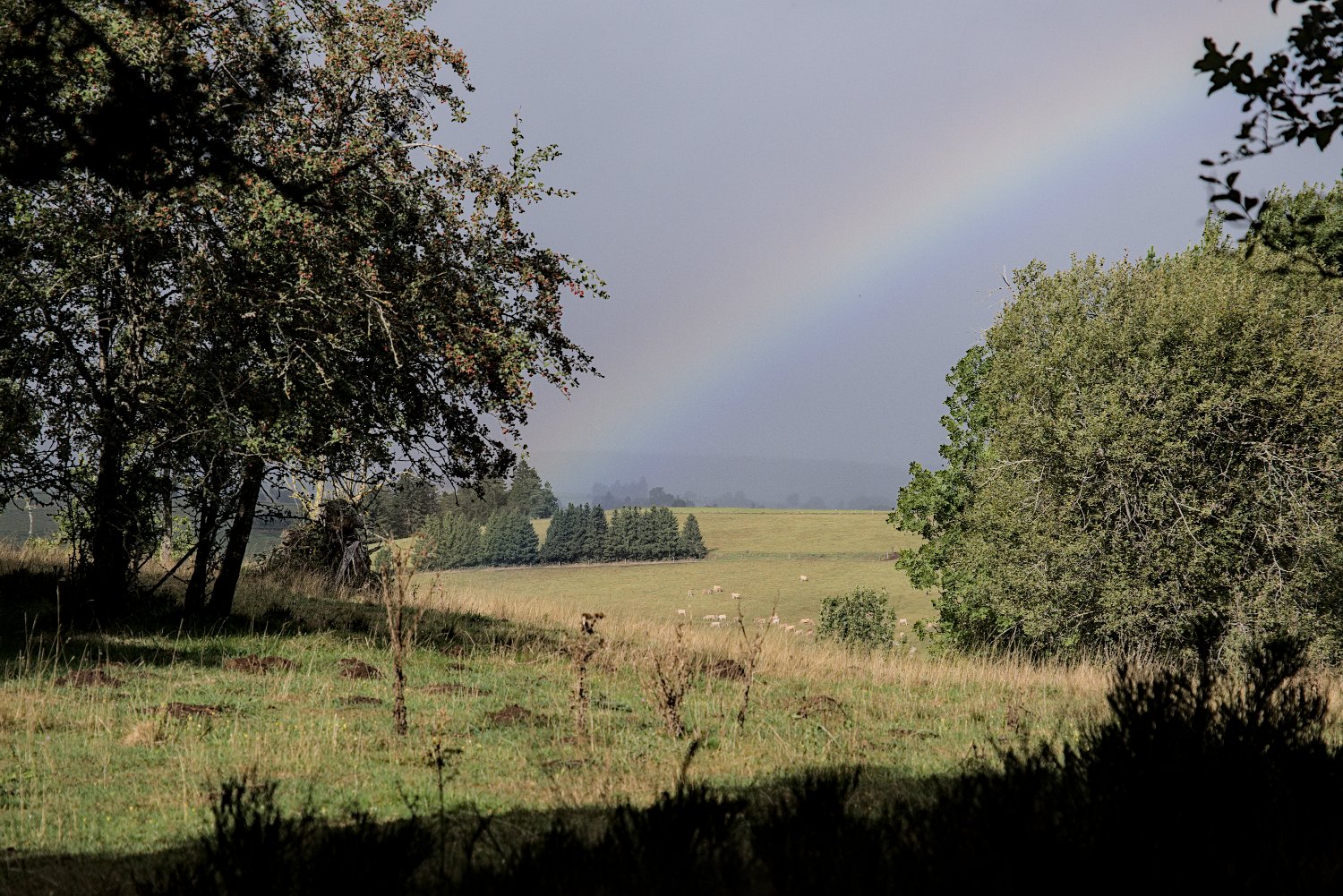 Arc en ciel sur un pâturage