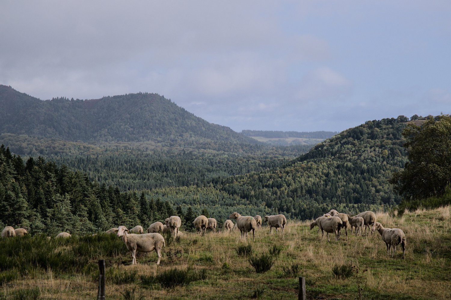 Troupeau de moutons sur la Combegrasse