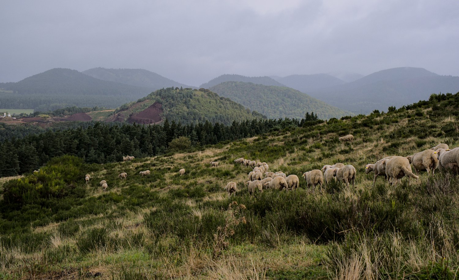 Troupeau de moutons sur la Combegrasse