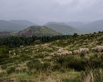 Troupeau de moutons sur la Combegrasse  Au centre le puy de la Toupe et derrière les puys de Montgy et de Montchat