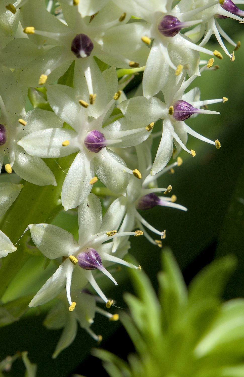 Plante ananas (détail)