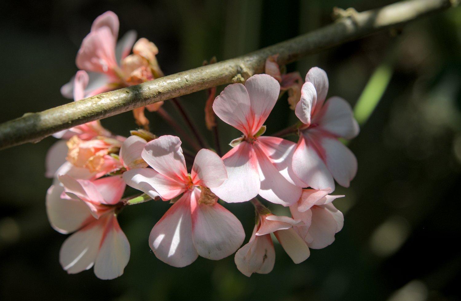 Plante non identifiée