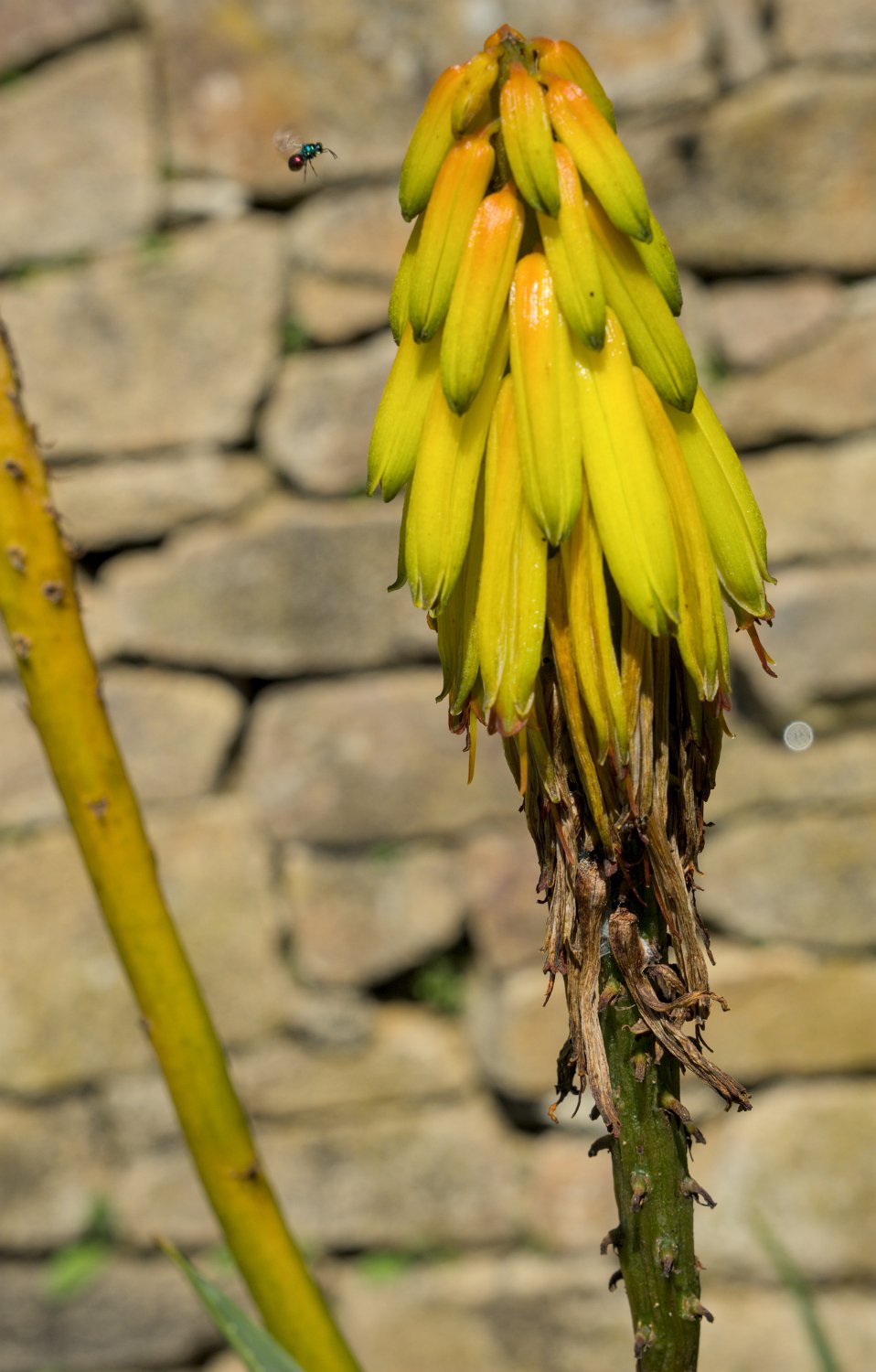 Aloé striée (Aloiampelos striatula)