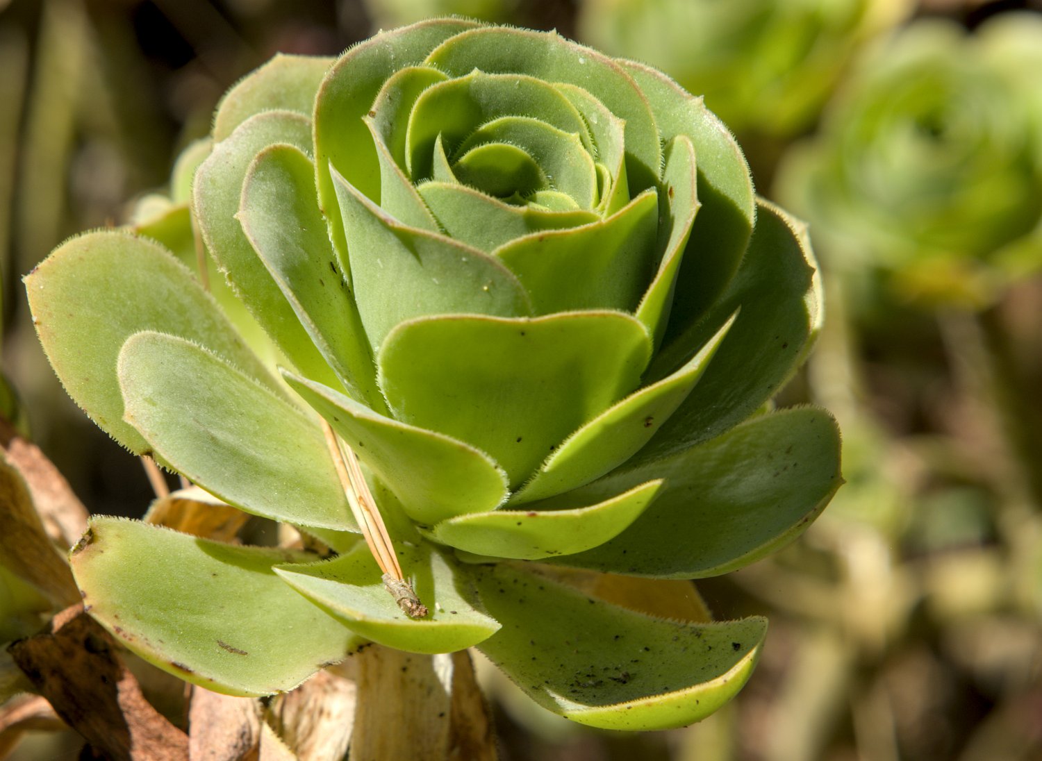 Aeonium Balsamiferum