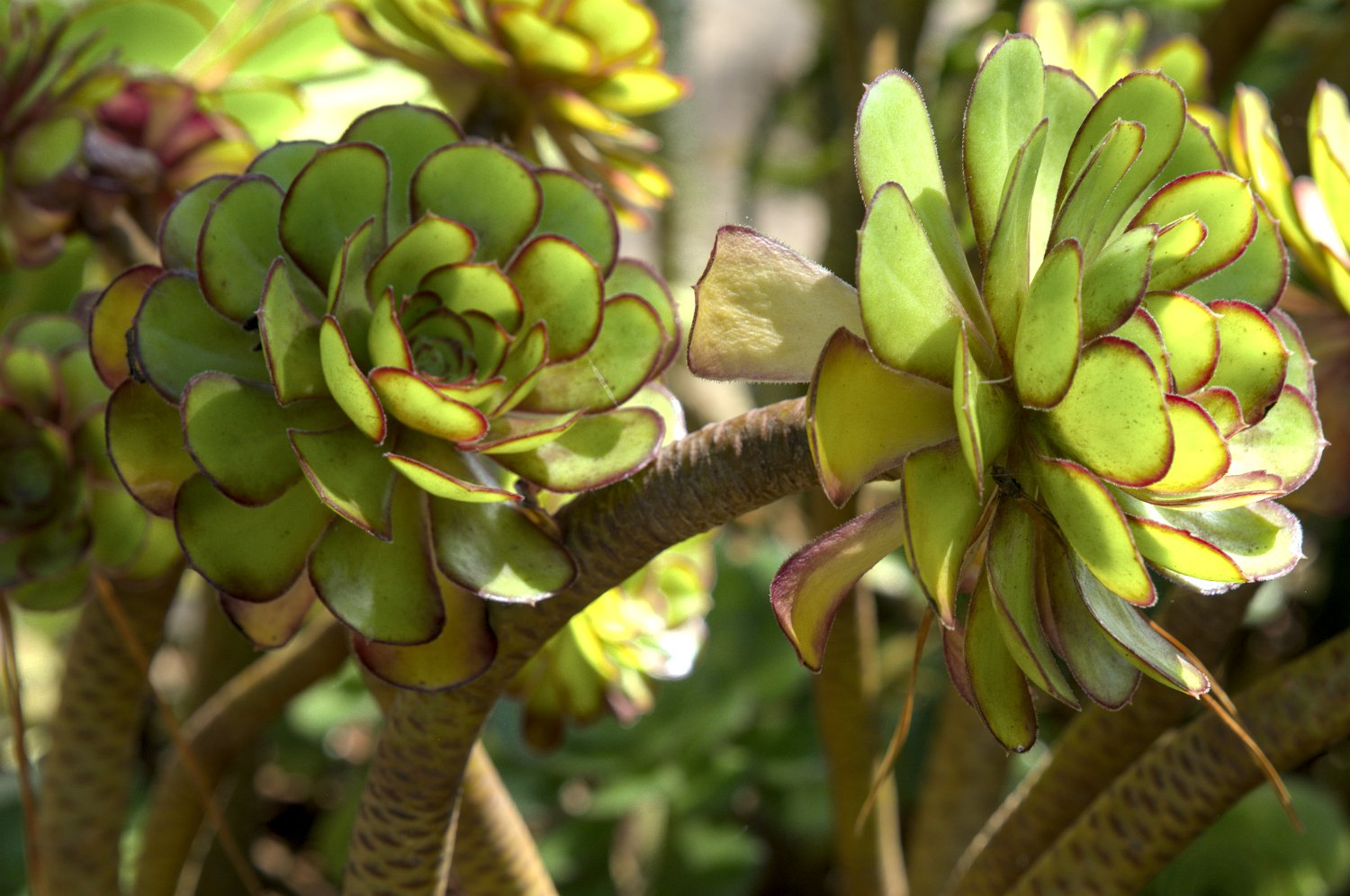 Aeonium (Aeonium arboreum)