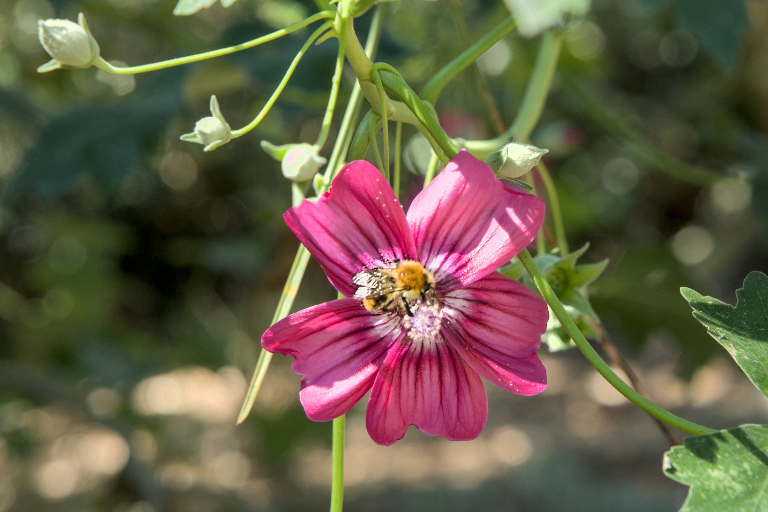 Lavatère mauve de l'ile (Malva  assurgentiflora)