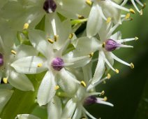 Plante ananas (détail)