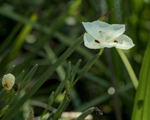 Iris espagnol (Dietes bicolor)