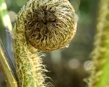 Cyathée de Cooper (Sphaeropteris cooperi)