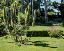 Vipérine des Canaries (Echium pininana)
