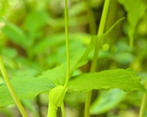 Lys cobra (Arisaema tortuosum)