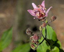 Lys de Formose (Tricyrtis formosana)