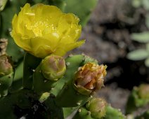 Figuier de Barbarie (Opuntia stricta)