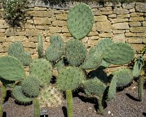 Oponce (Opuntia engelmannii)