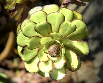 Aeonium (Aeonium arboreum)