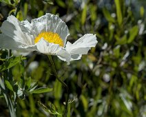 Pavot en arbre (Romneya coulteri )