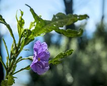 Morelle nue (Solanum nudum) ?