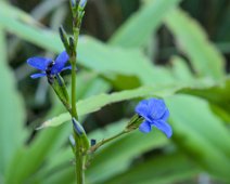 Petit aristéa (Aristea ecklonii)