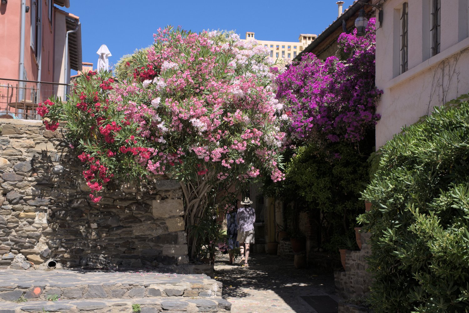 Lauriers roses et bougainviller