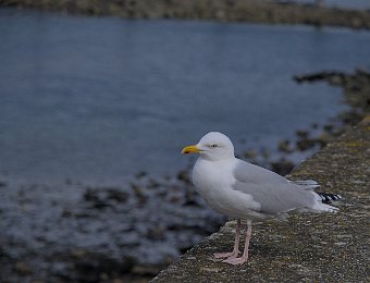 Roscoff- Un goéland pas farouche