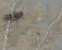 Criquet des garrigues  Le Criquet des garrigues est un petit criquet à la coloration assez uniforme brun/gris, à l’exception de l’abdomen orangé du mâle.